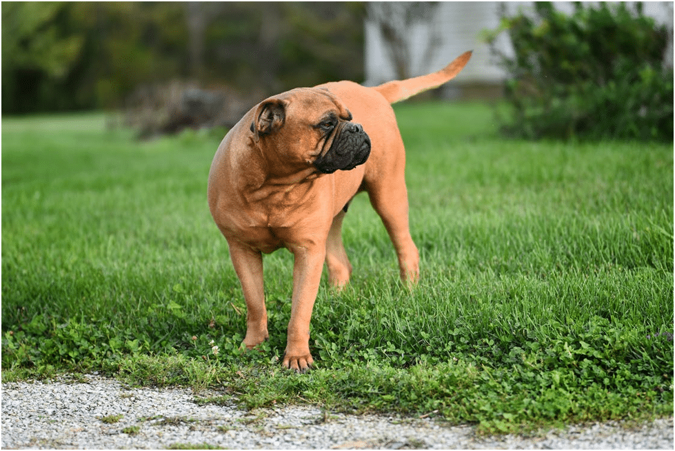 Bullmastiff dog standing on grass