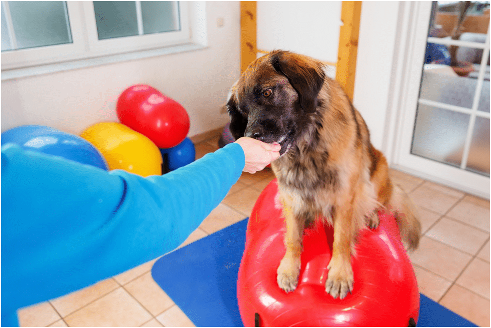 Owner of the Leonberger feeding him with hand