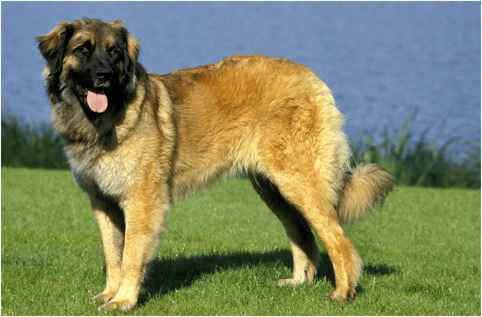 Leonberger dog standing on grass