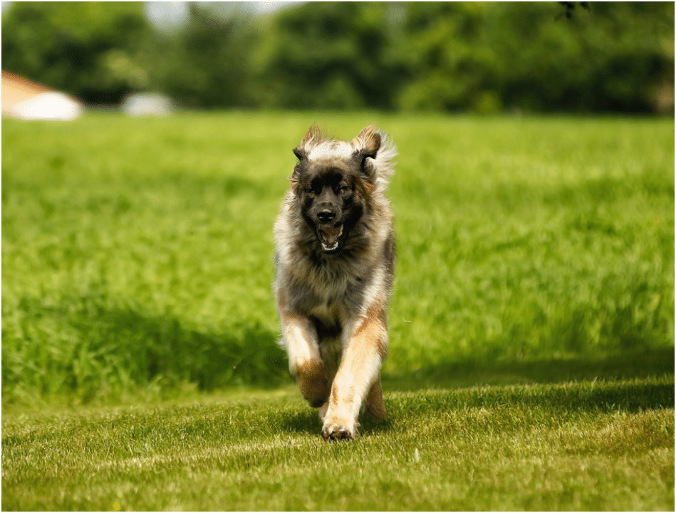 Leonberger dog running on grass