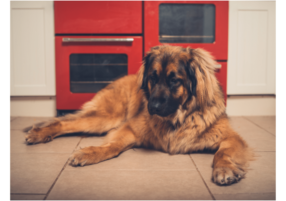 Leonberger dog sitting alone in a house