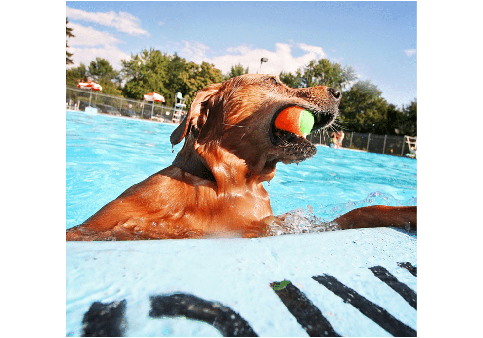 Leonberger dog playing fetch