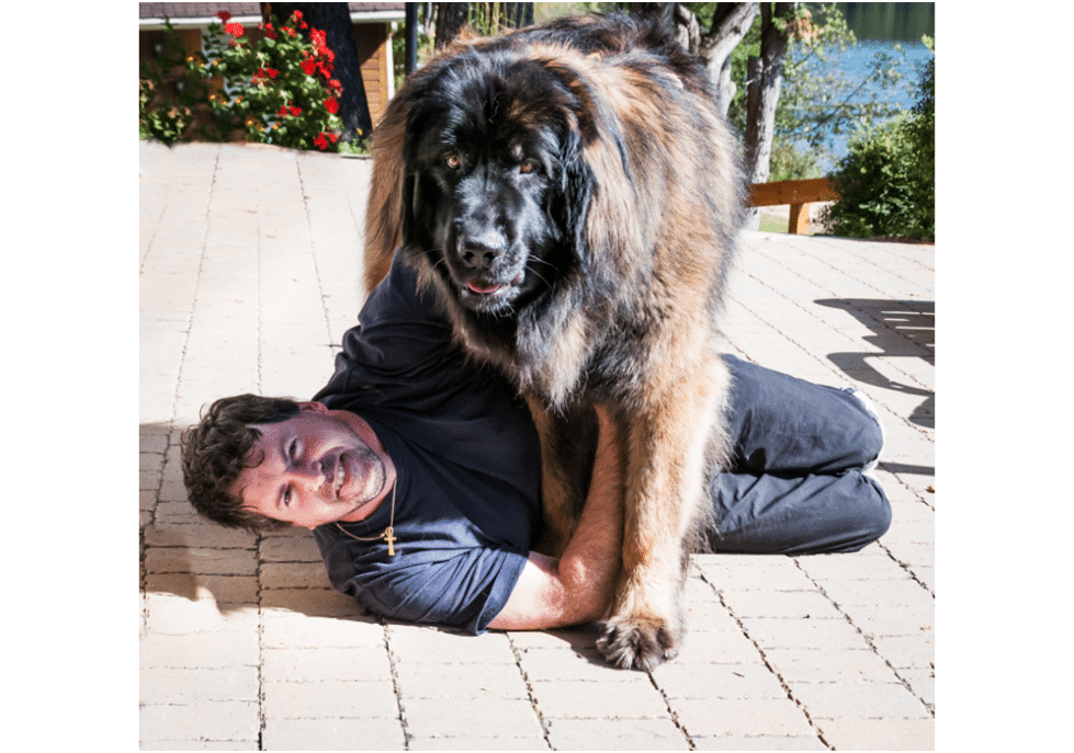 Leonberger dog playing with its owner