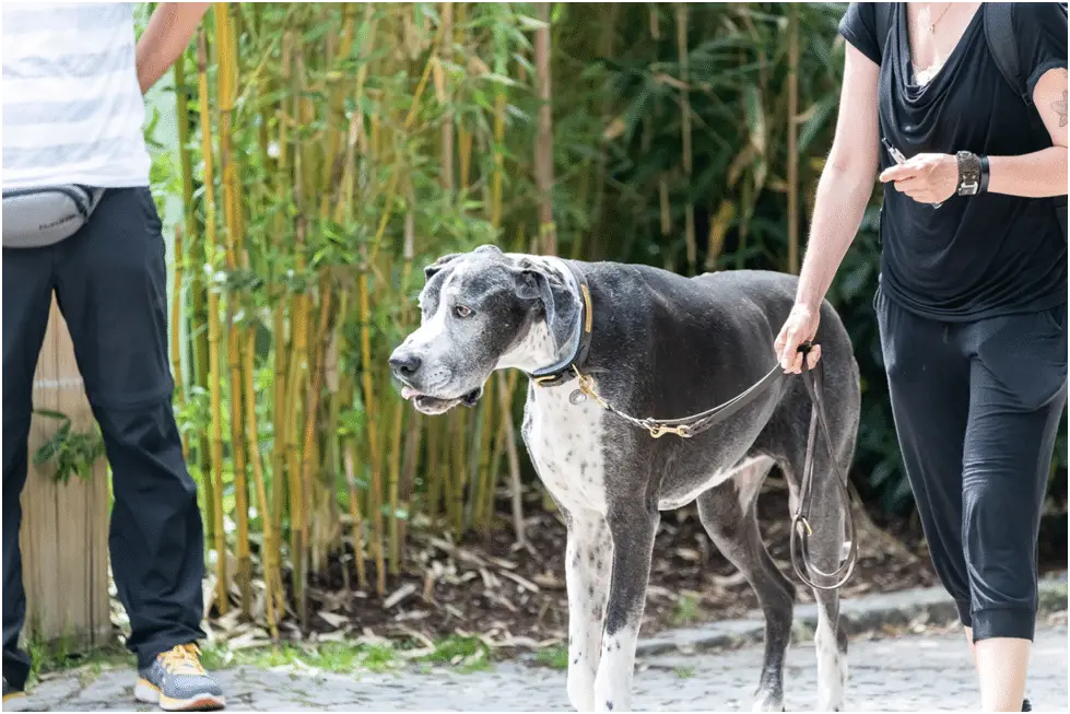 Great Dane with his owner during walk