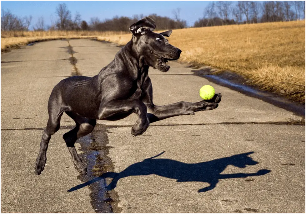 Great Dane playing fetch