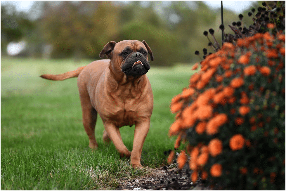 Why do Bullmastiffs chase small dogs