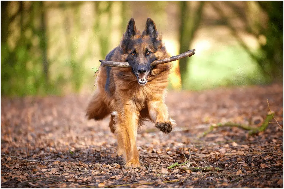 German Shepherd playing fetch
