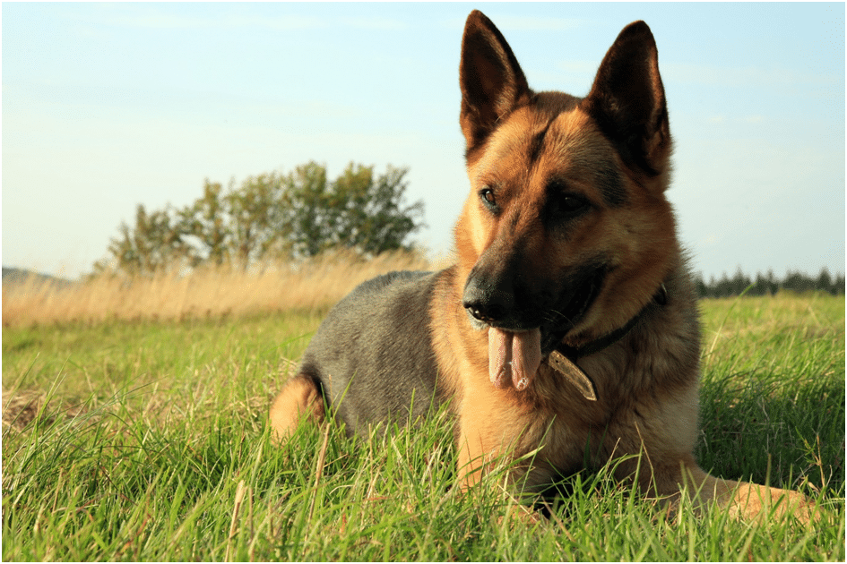 Tired German Shepherd dog sitting in a grass field