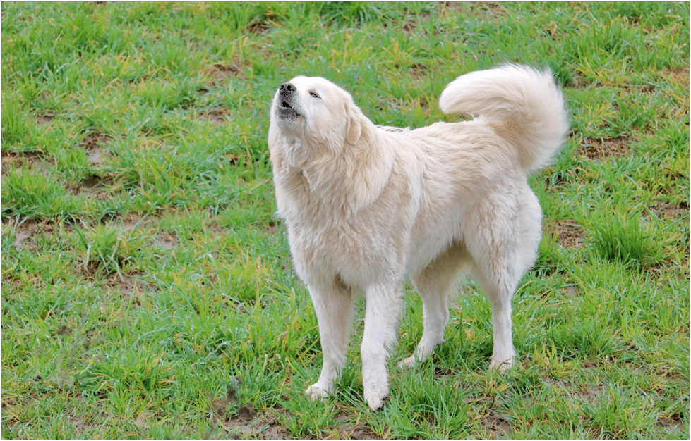 Great Pyrenees standing on grass and barking