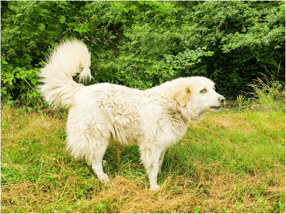 Great Pyrenees dog standing outside on grass