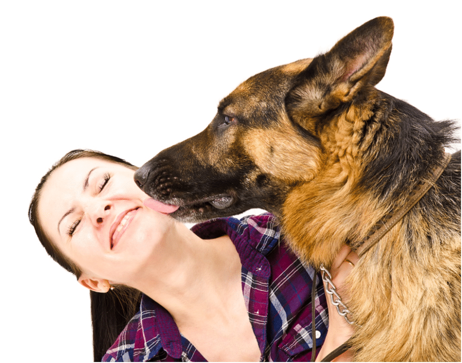 German Shepherd licking a girl