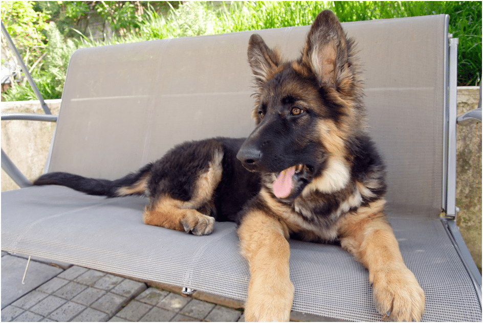 German shepherd puppy sitting on a bench