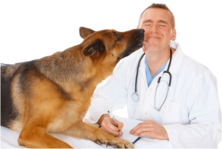 German Shepherd licking a vet