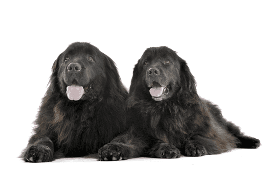 Two Black Newfoundland Dogs