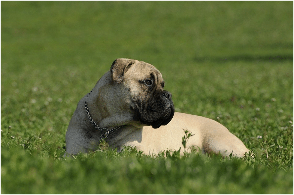 Why do Bullmastiffs dominate small dogs