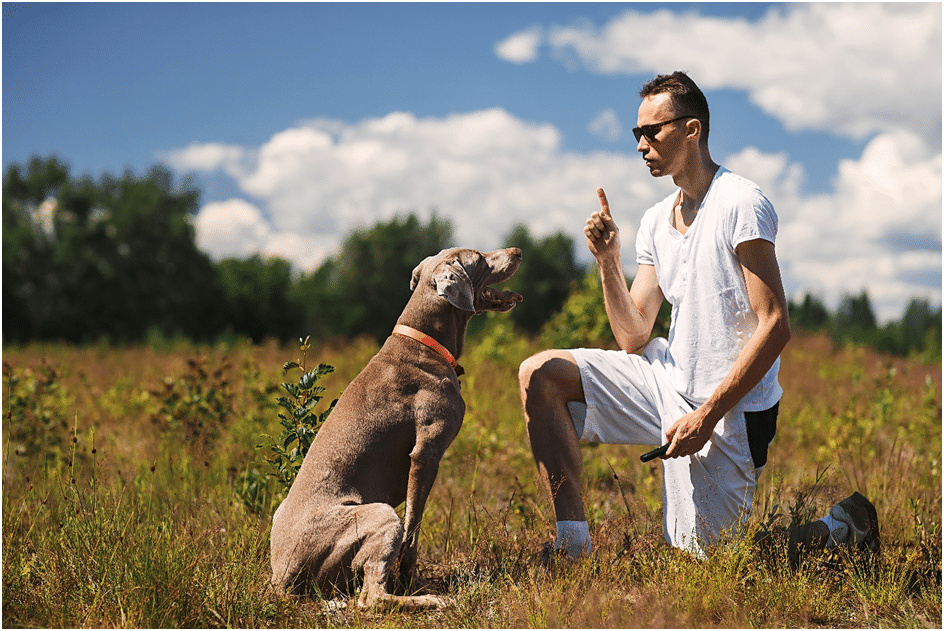 Weimaraner training with his owner