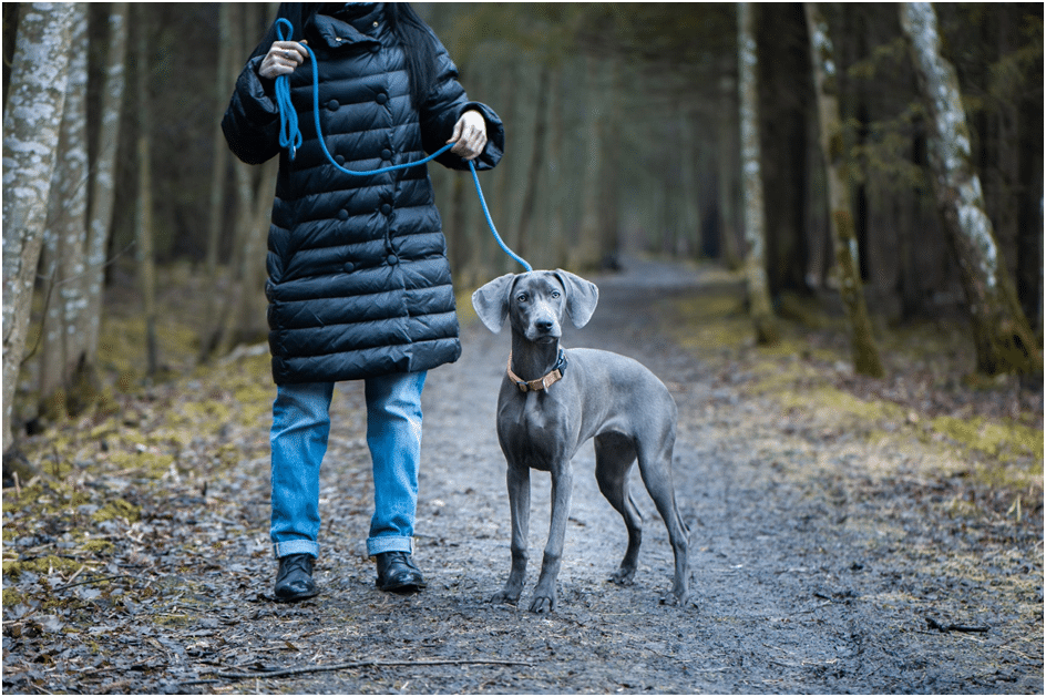 A girl standing with his Weimaraner