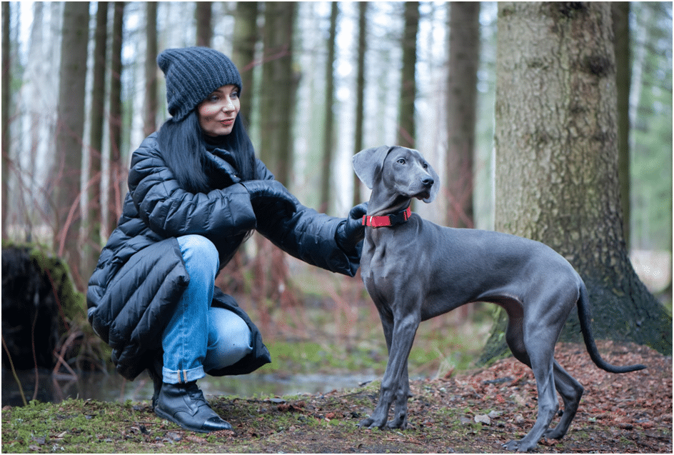 A girl with his Weimaraner