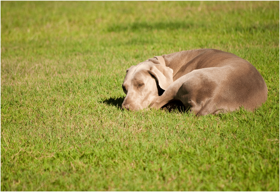 Weimaraner sleeping in a field