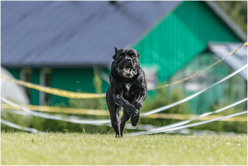 Cane Corso dog running in a field