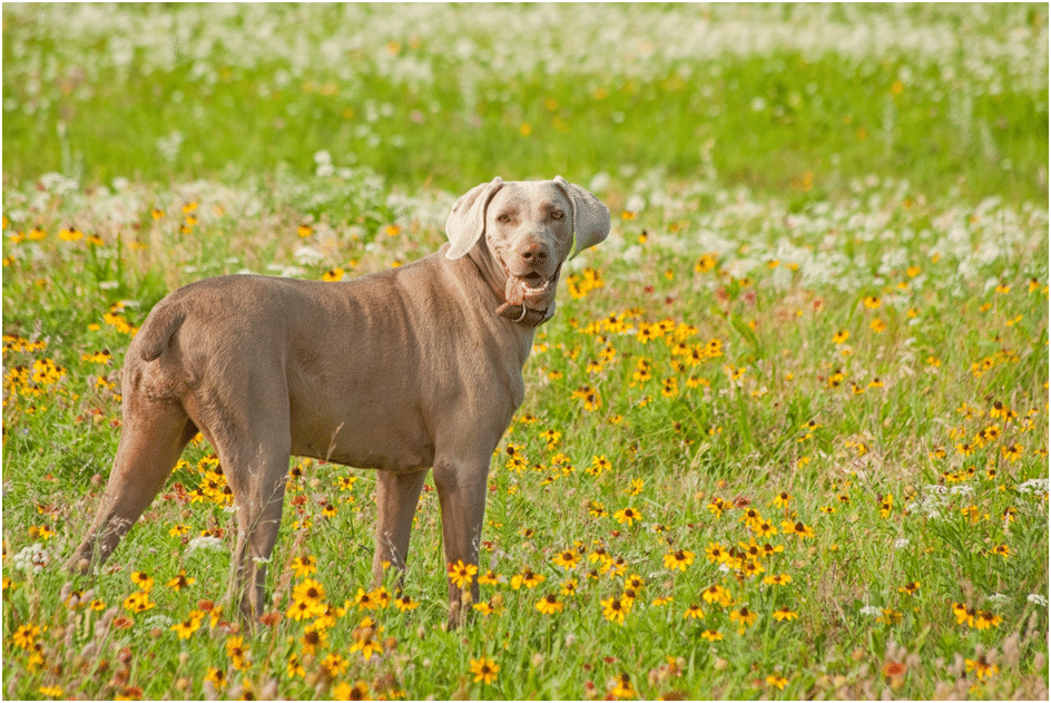 Weimaraner dog standing in flowers
