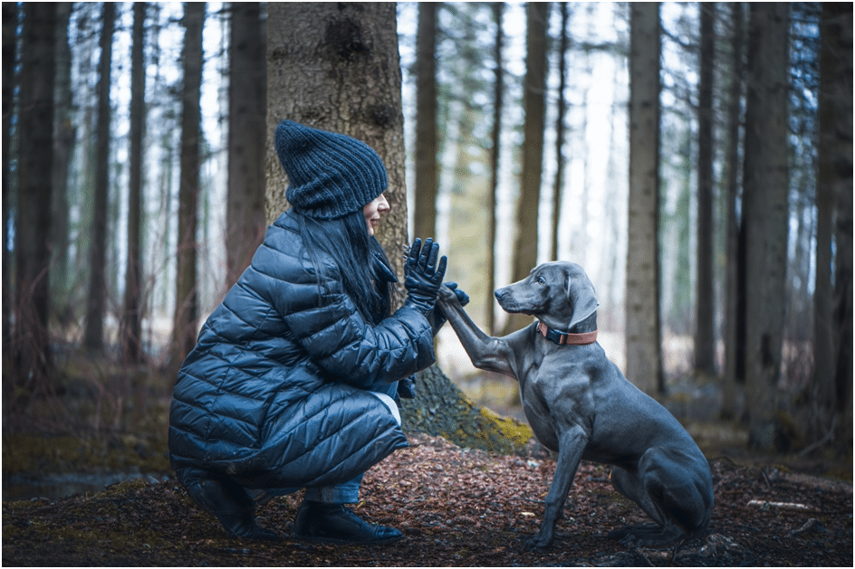 Weimaraner dog shakes hand with her owner