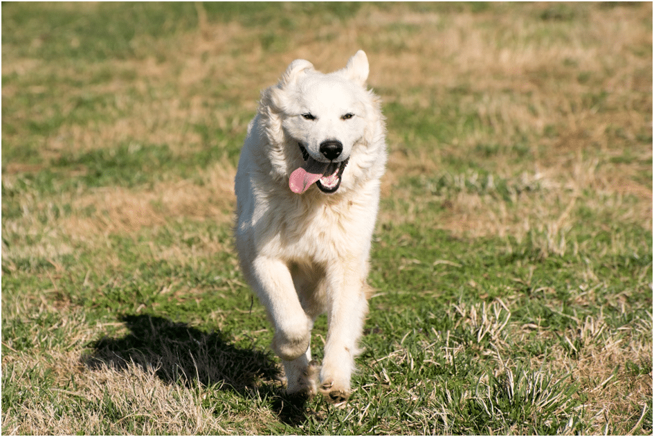 Great Pyrenees exercising