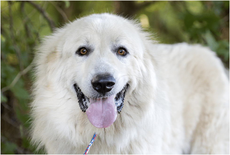 Great Pyrenees about to eat