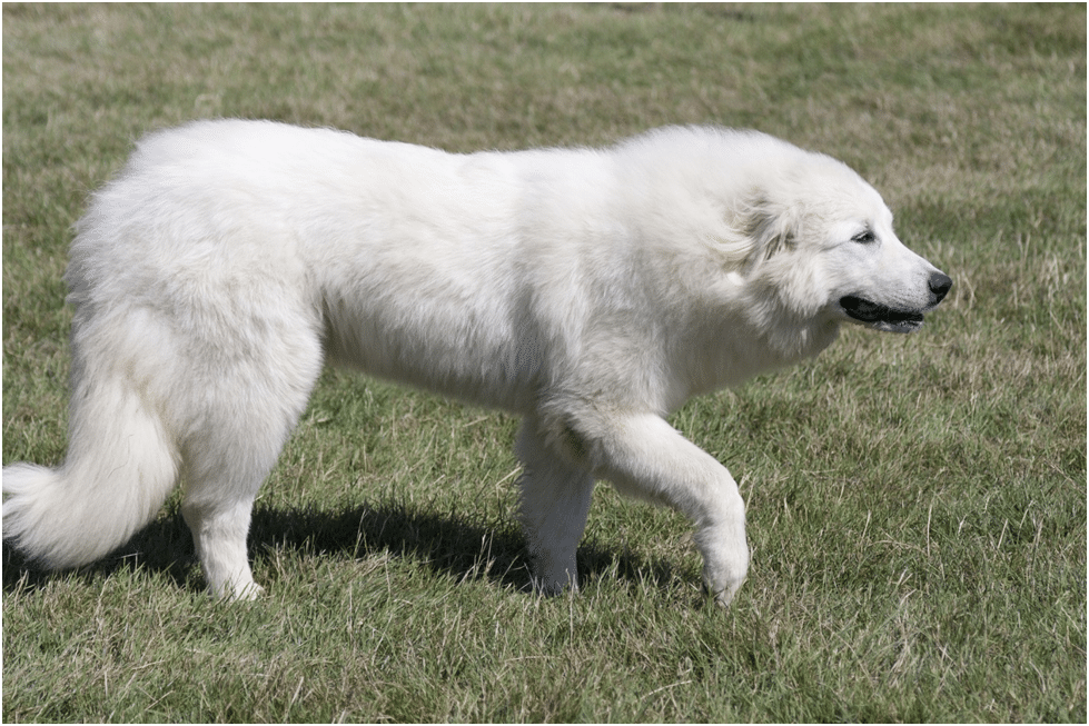 Great Pyrenees waling in a field