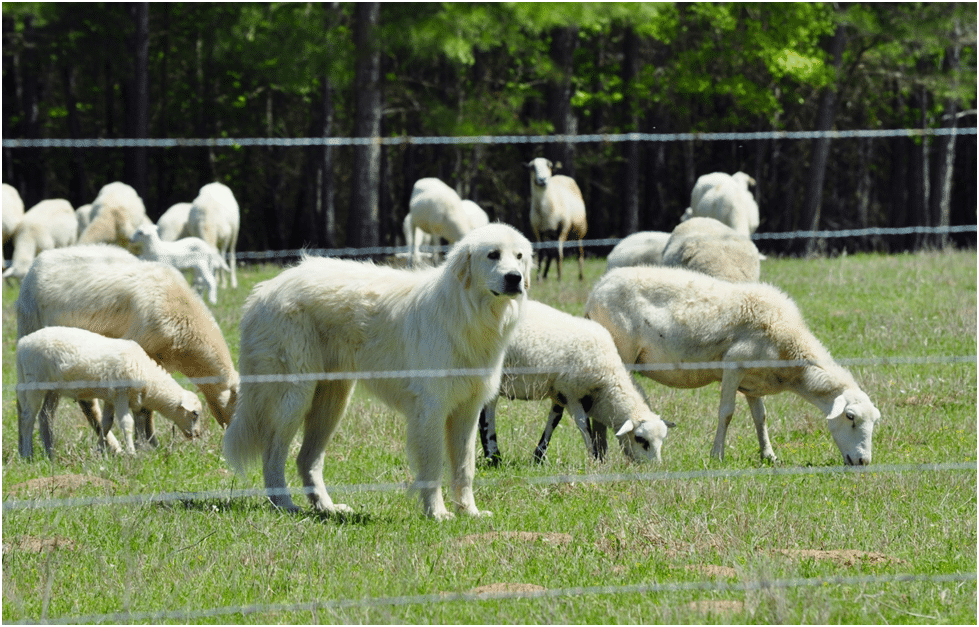 Great Pyrenees and a flock of sheep