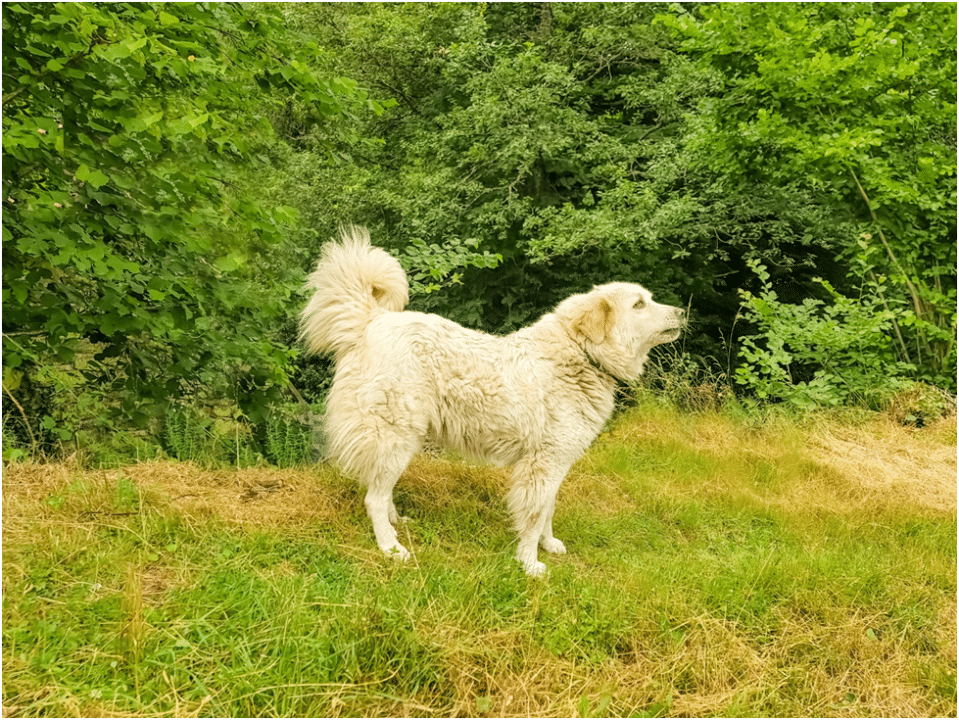 Great Pyrenees standing on grass