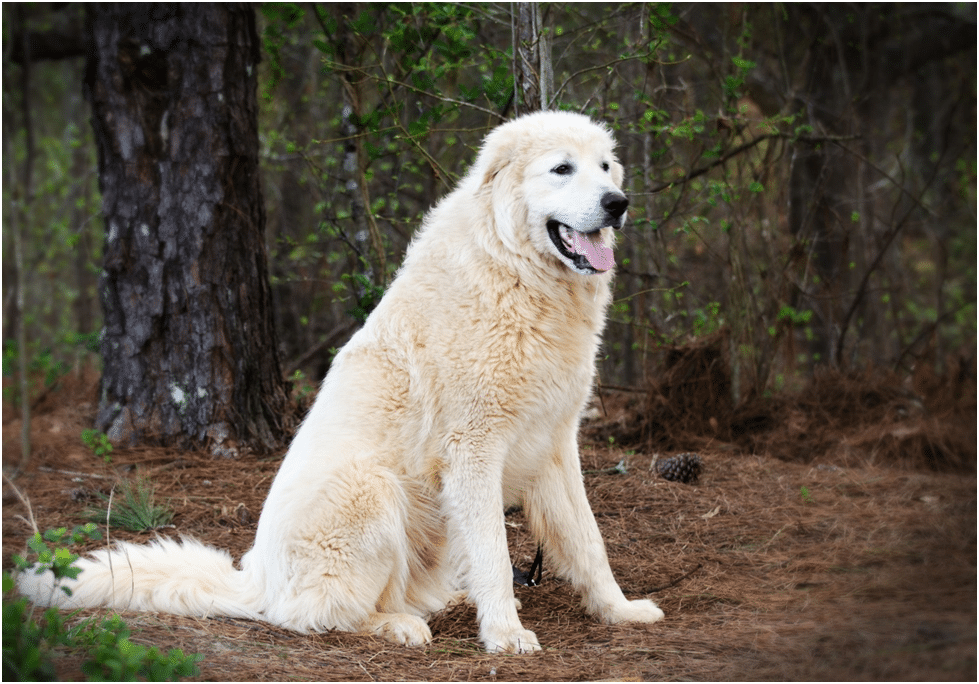 Great Pyrenees sitting in a forest