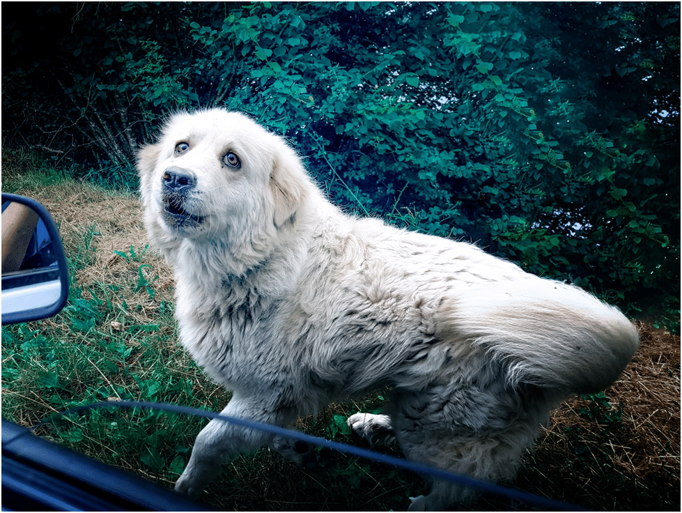 Great Pyrenees dog in pain
