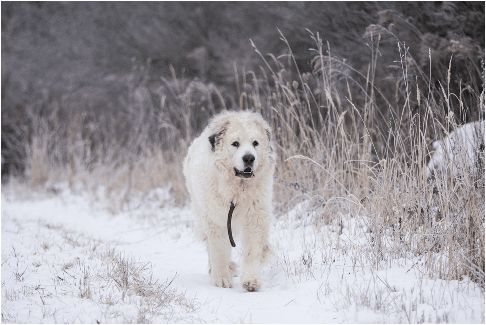 Great Pyrenees walking on snow