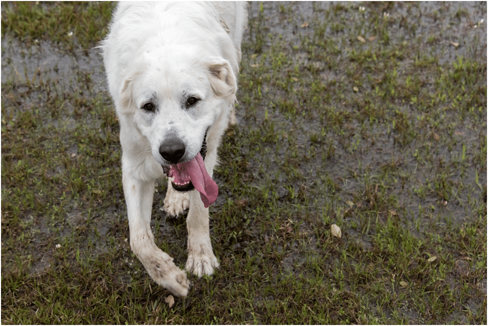 Great Pyrenees running long distance