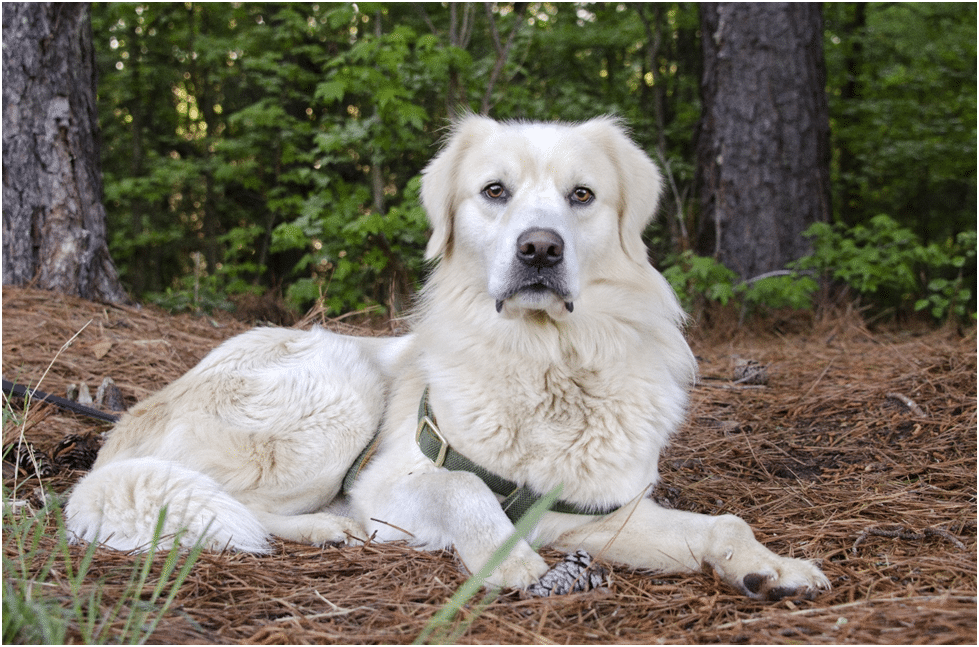 Smart Great Pyrenees