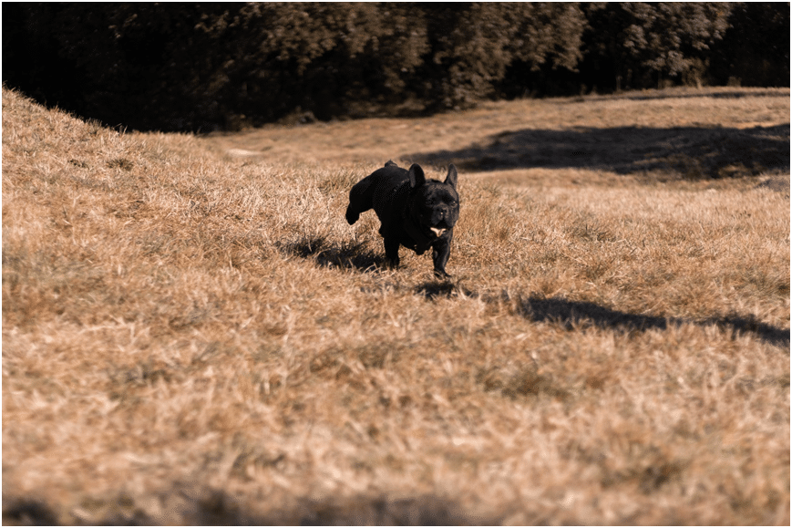 A black Cane Corso dog running in a field