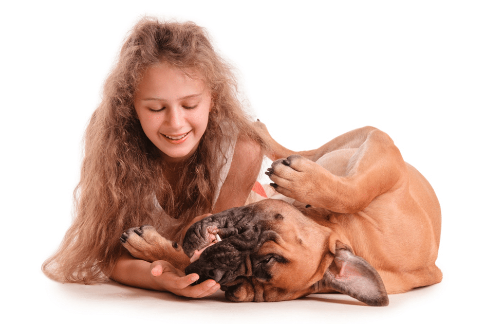 Why is it important to bond with your bullmastiff