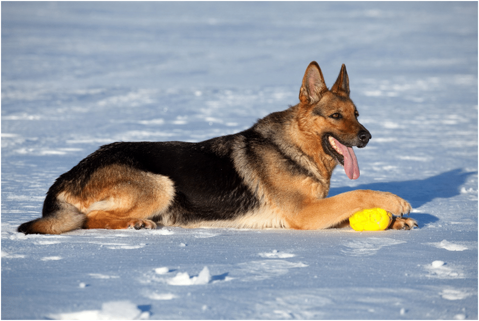 German Shepherd breathing hard in snow