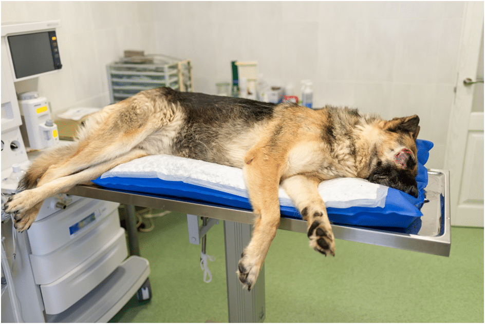 An injured dog in a clinic