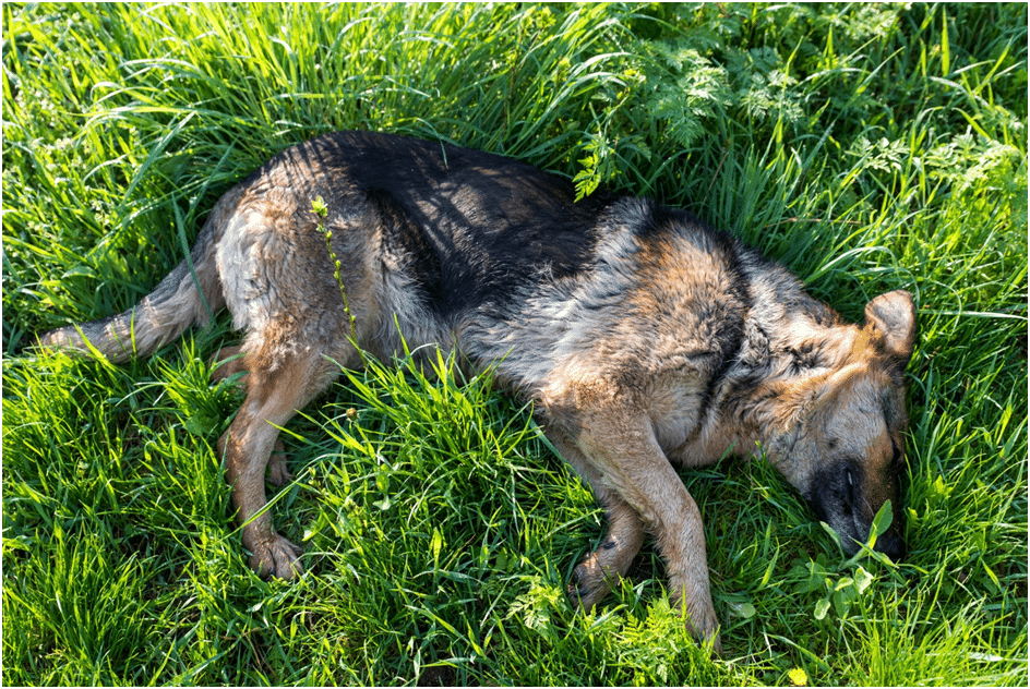 German Shepherd sleeping in grass