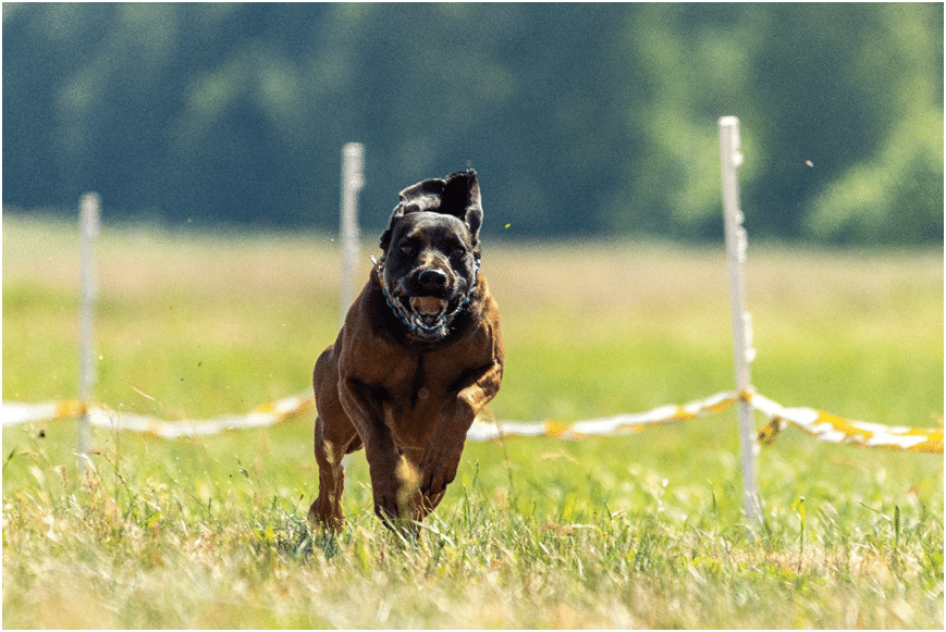 Cane Corso dog running