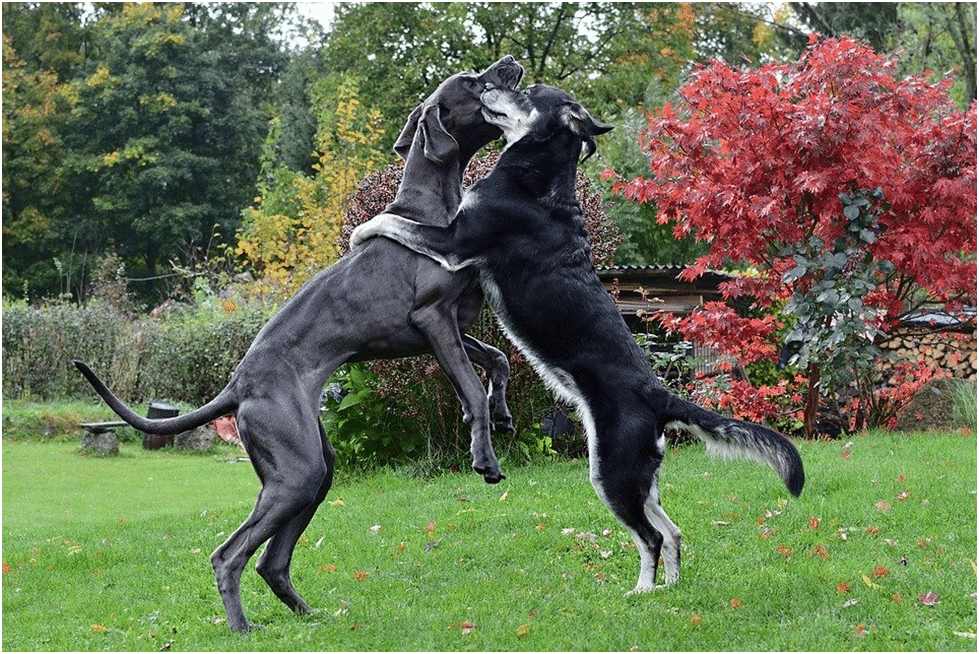 Two great Danes playing