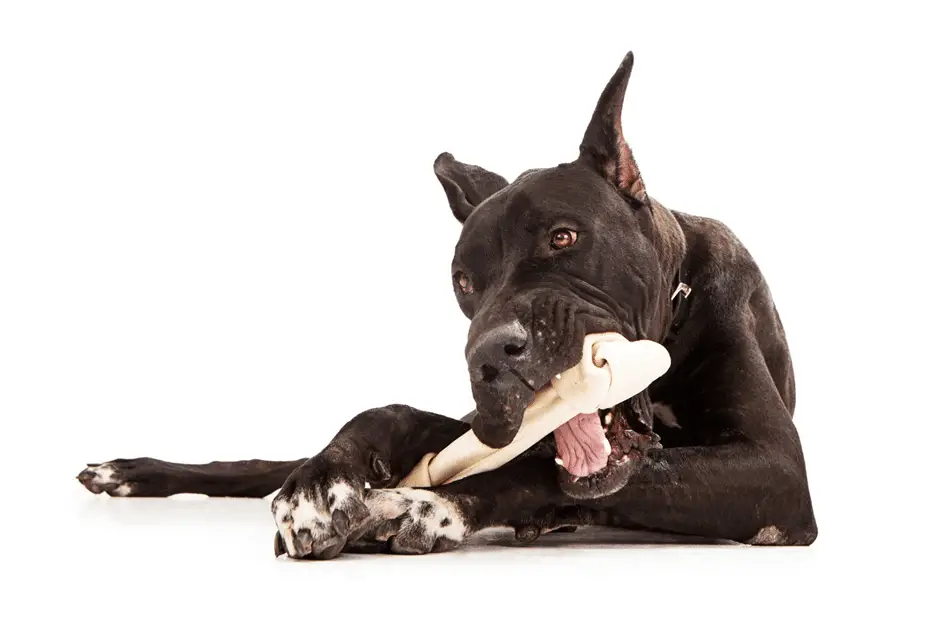 Great Dane eating a bone