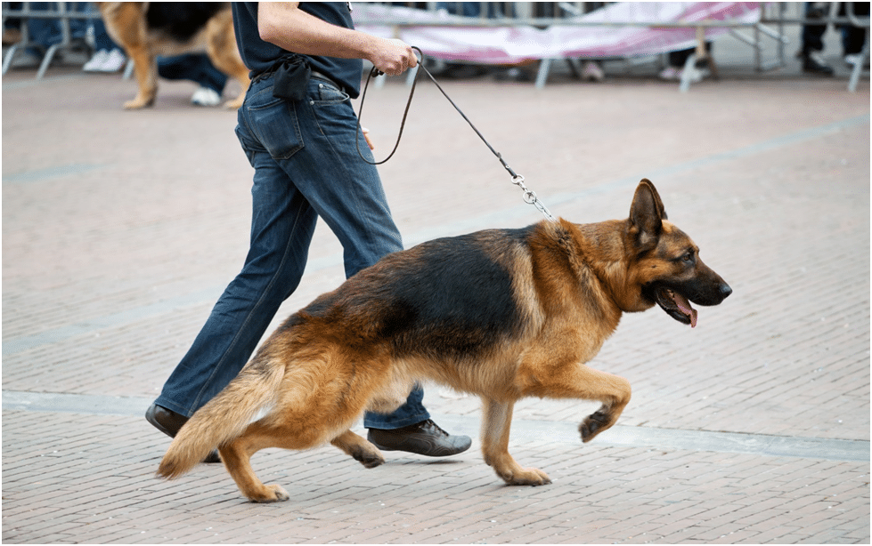 German Shepherd with his owner during leash training