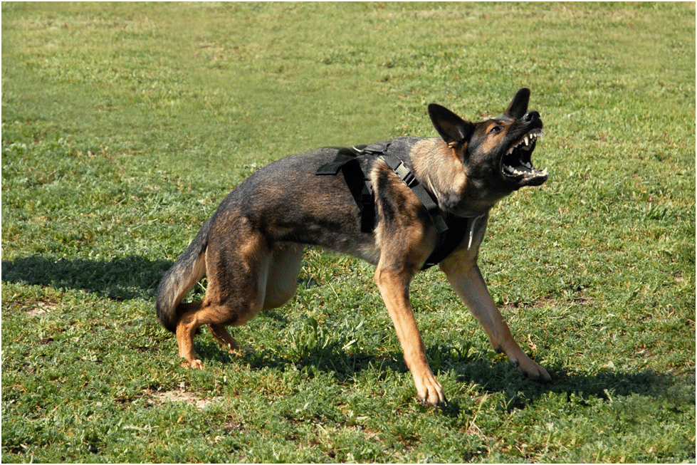 German Shepherd barking aggressively