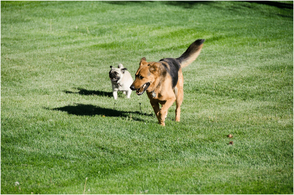 Dog and a puppy running in a park