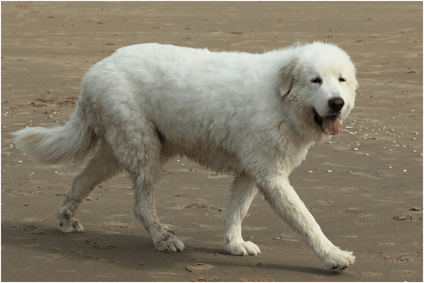 Great Pyrenees known as good attack dogs