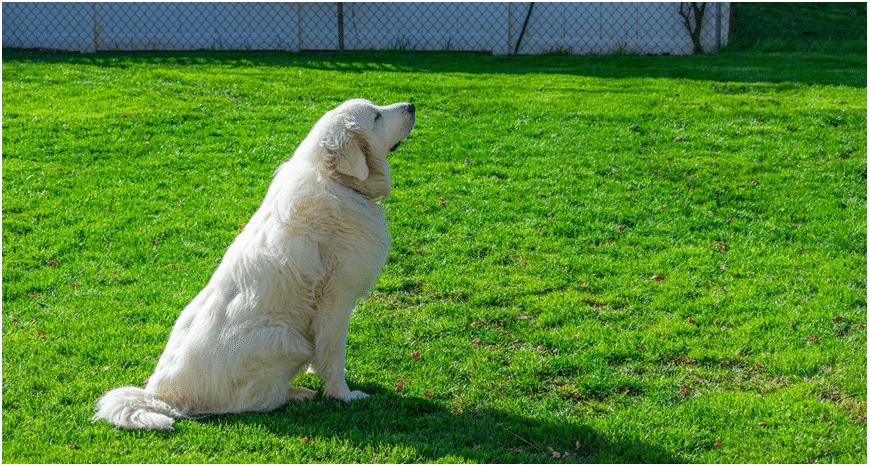 Is the Great Pyrenees a good guard dog
