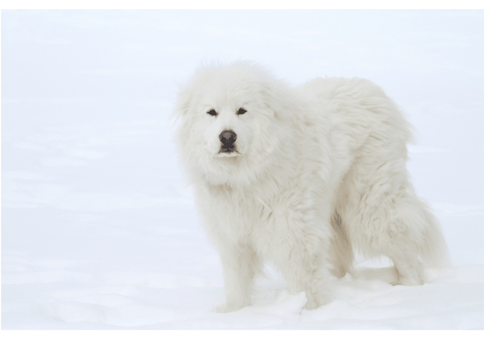 Great Pyrenees in Cold